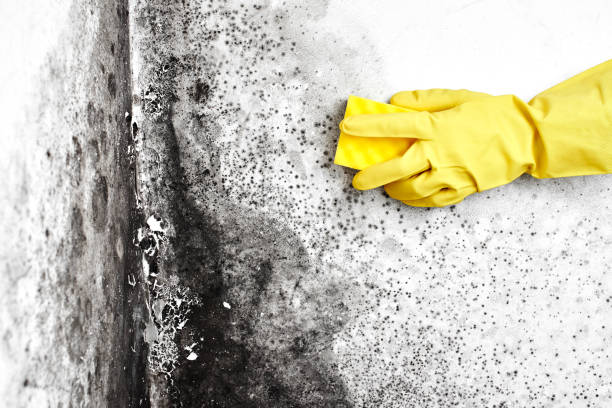 Mold Testing and Removal in Swartz, LA