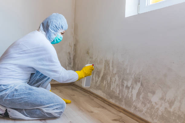 Mold Testing and Removal in Swartz, LA