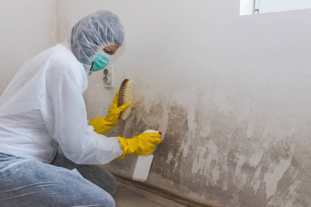 Attic Mold Removal in Swartz, LA