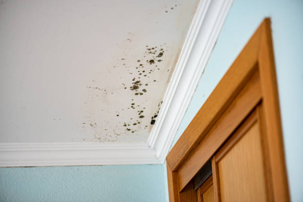 Best Commercial Mold Removal  in Swartz, LA