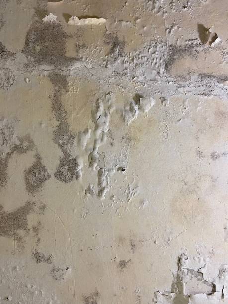 Best Home Mold Removal  in Swartz, LA