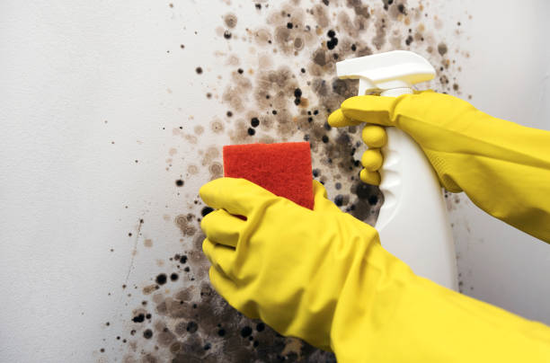 Best Mold Removal Process  in Swartz, LA