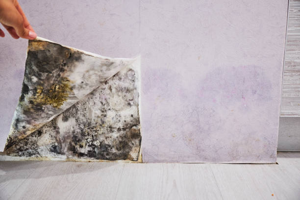 Home Mold Removal in Swartz, LA
